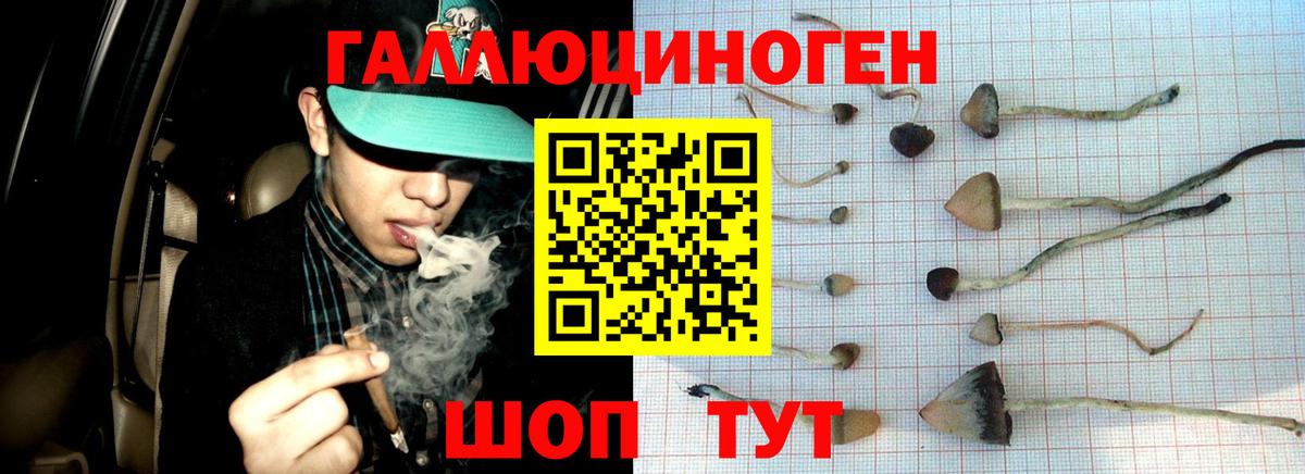 Псилоцибиновые грибы Cubensis  Вход с VPN  Абакан 
